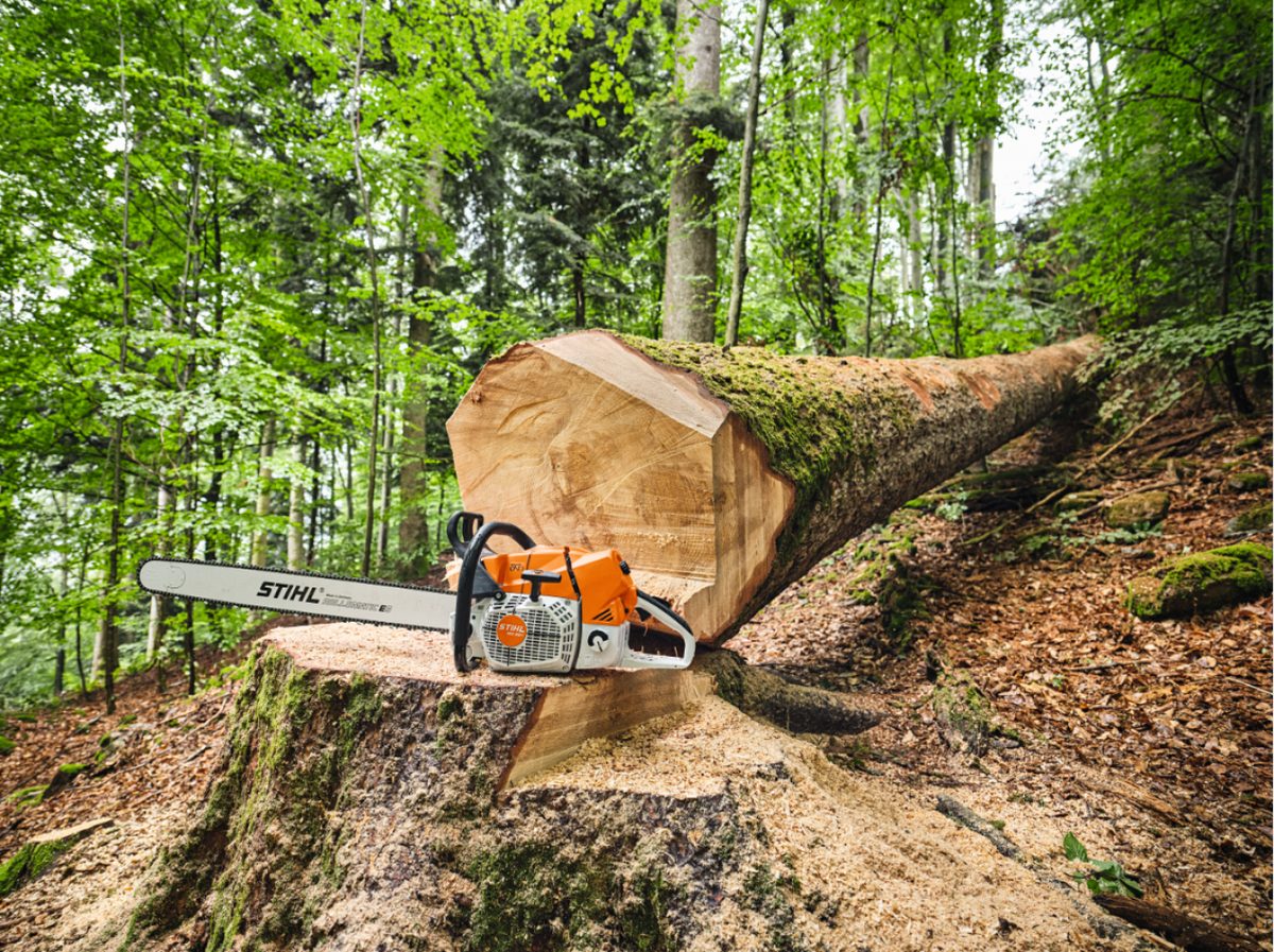 Stihl MS 881 posée sur une souche après l'abattage d'un gros arbre