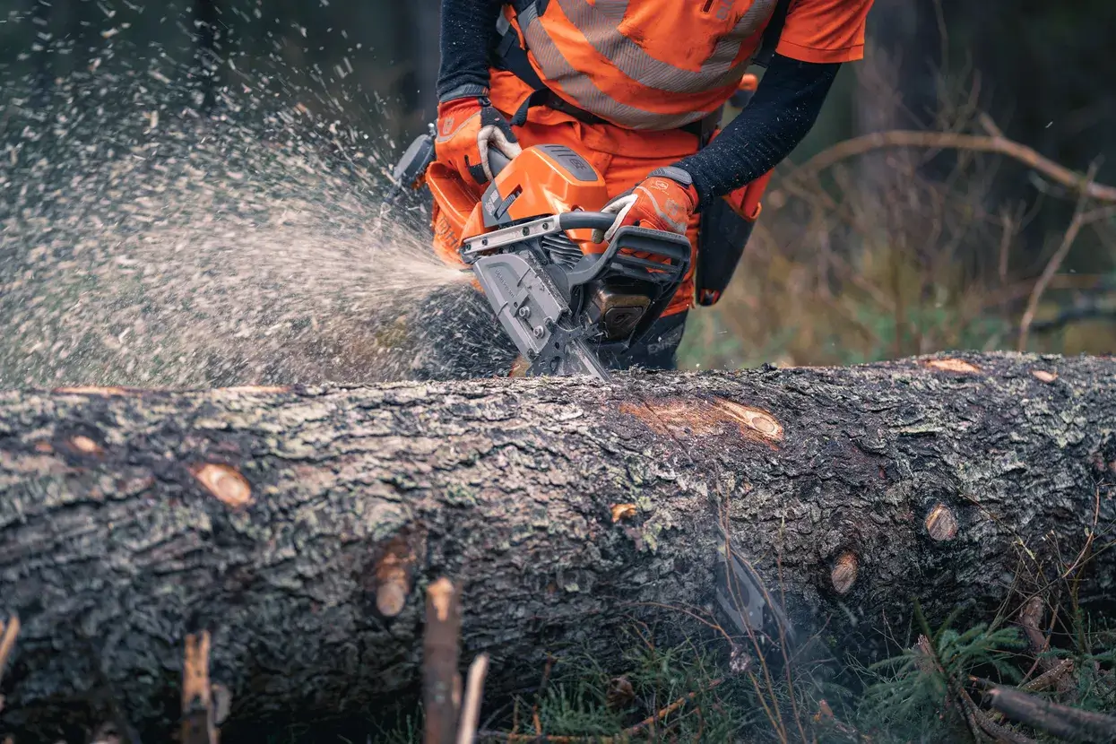 Husqvarna 592 XP en abattage sur un gros résineux
