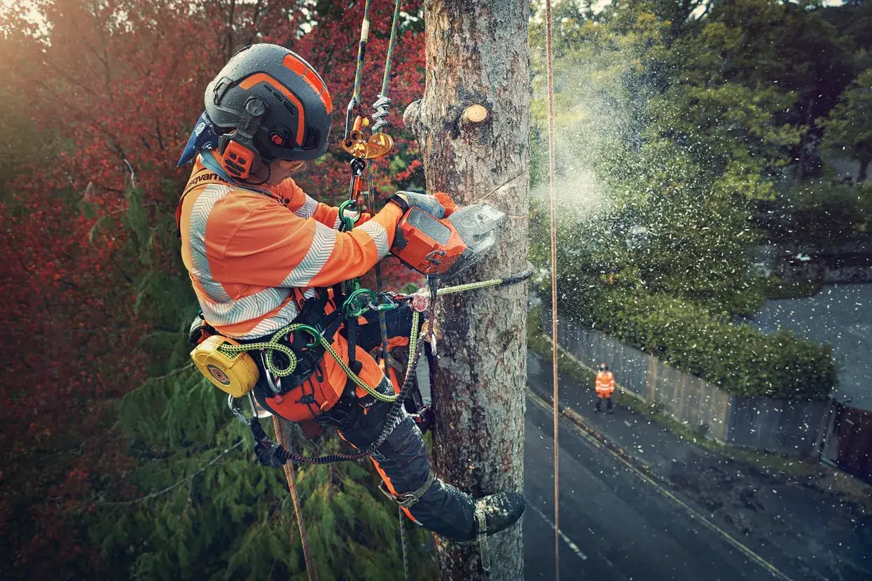 Husqvarna T540i XP utilisée en élagage, batterie 36 V en place