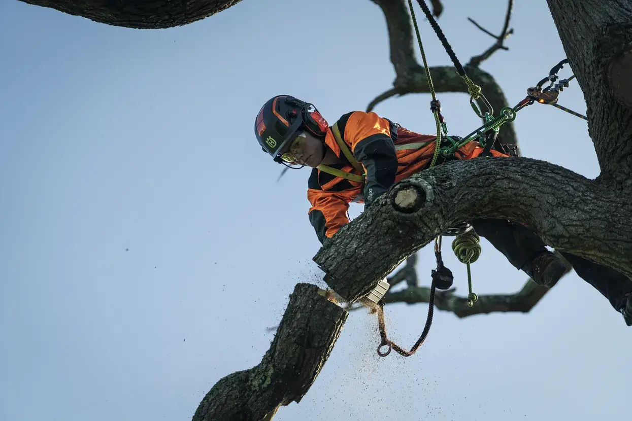 Détail de la Husqvarna T540i XP, logement de batterie et poignée haute