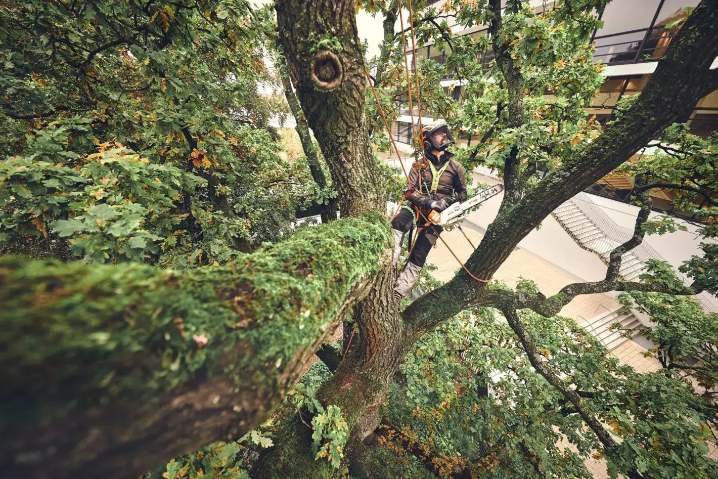Stihl MSA 220 T en coupe sur une branche, guide Light 04